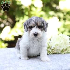 Rocky, Bich-Poo Puppy